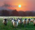 sheep-mouton (18)