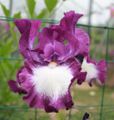 Iris germanica 'cozy calico'