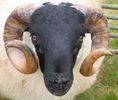 mouton-wiki (30)