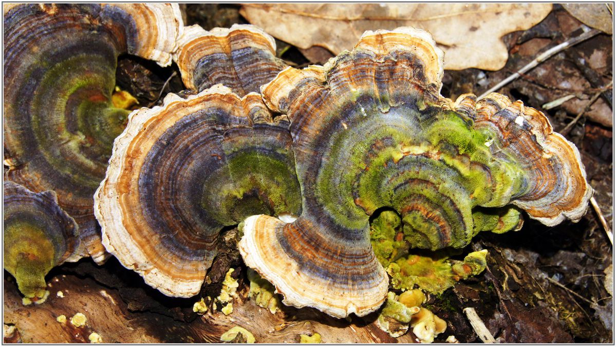 Coriole-Versicolore-001.JPG