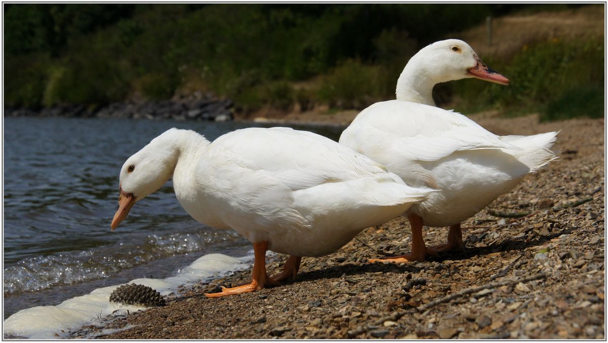 Canard-005.JPG