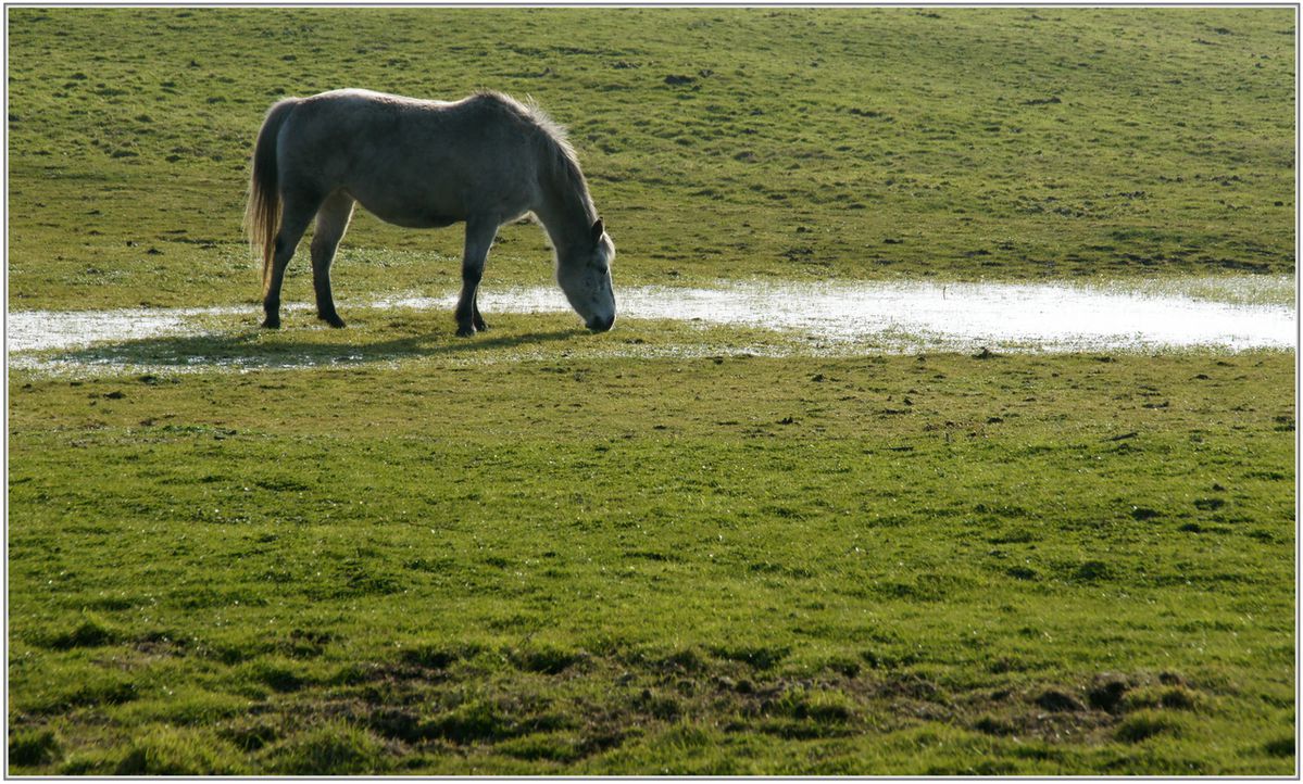 Cheval-002.jpg
