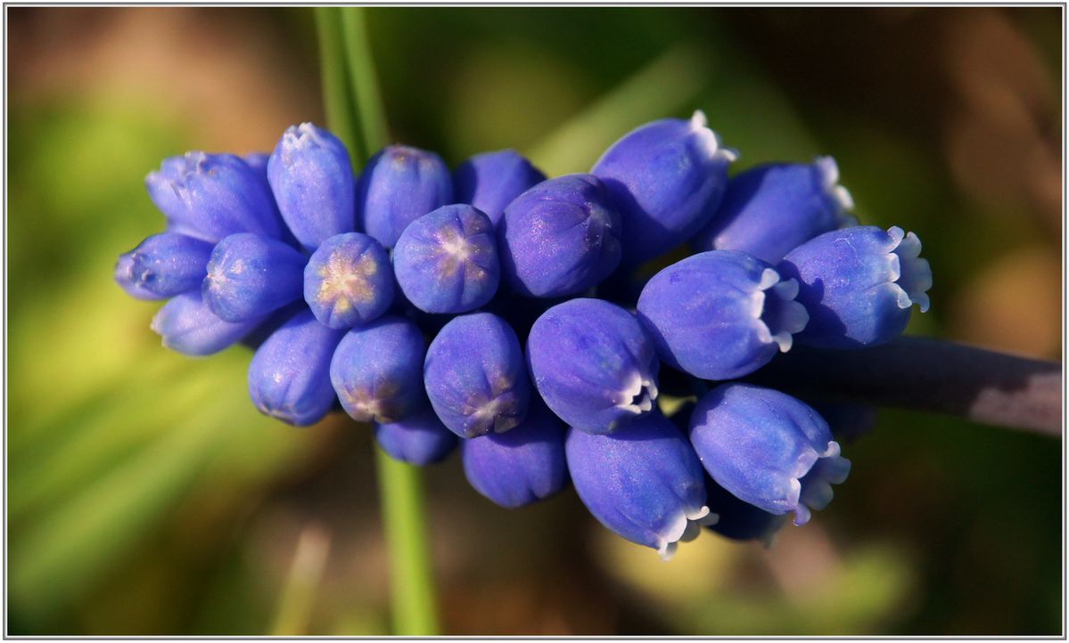 Muscari-a-Grappe-004.jpg