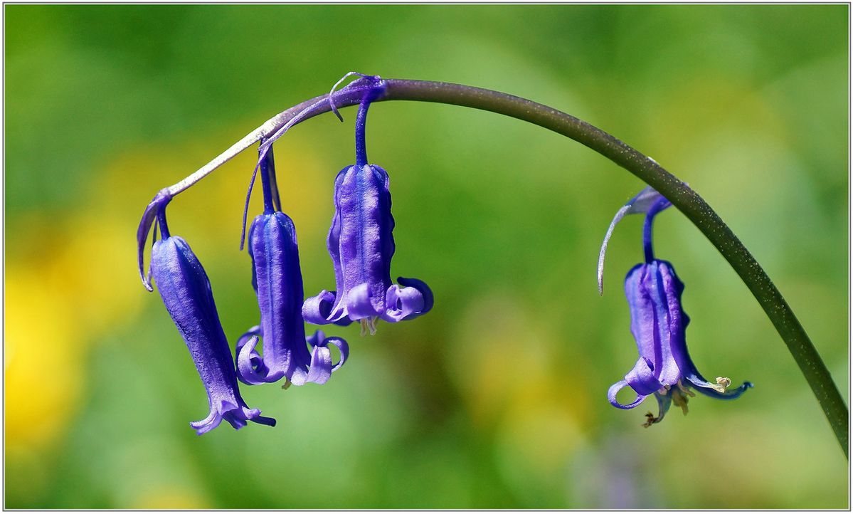 Jacinthe-des-Bois-003.JPG