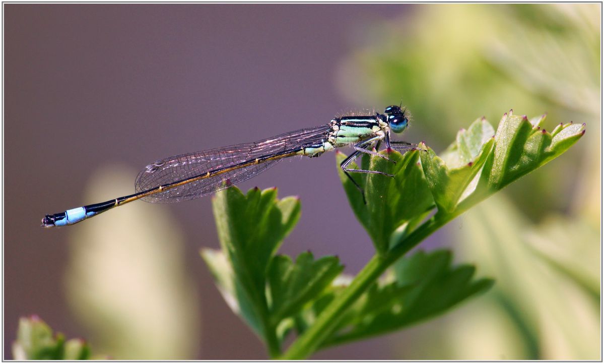 Agrion-elegant-017.JPG