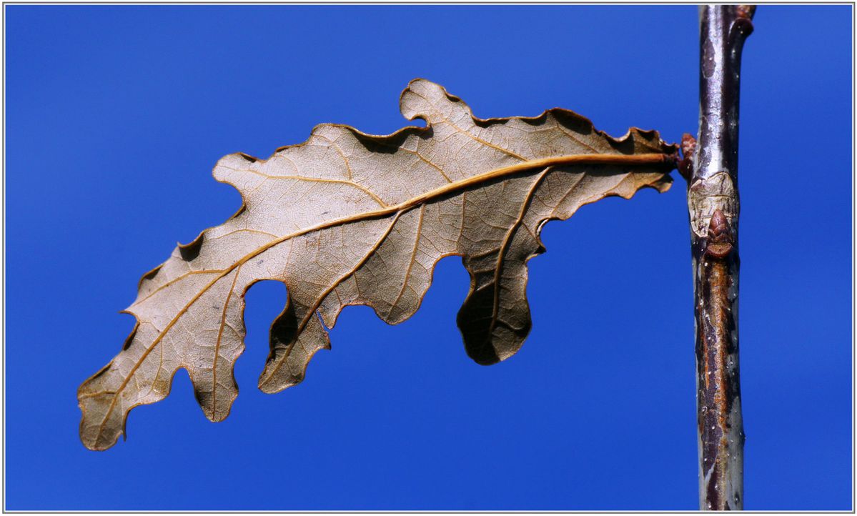 Feuille-006.jpg