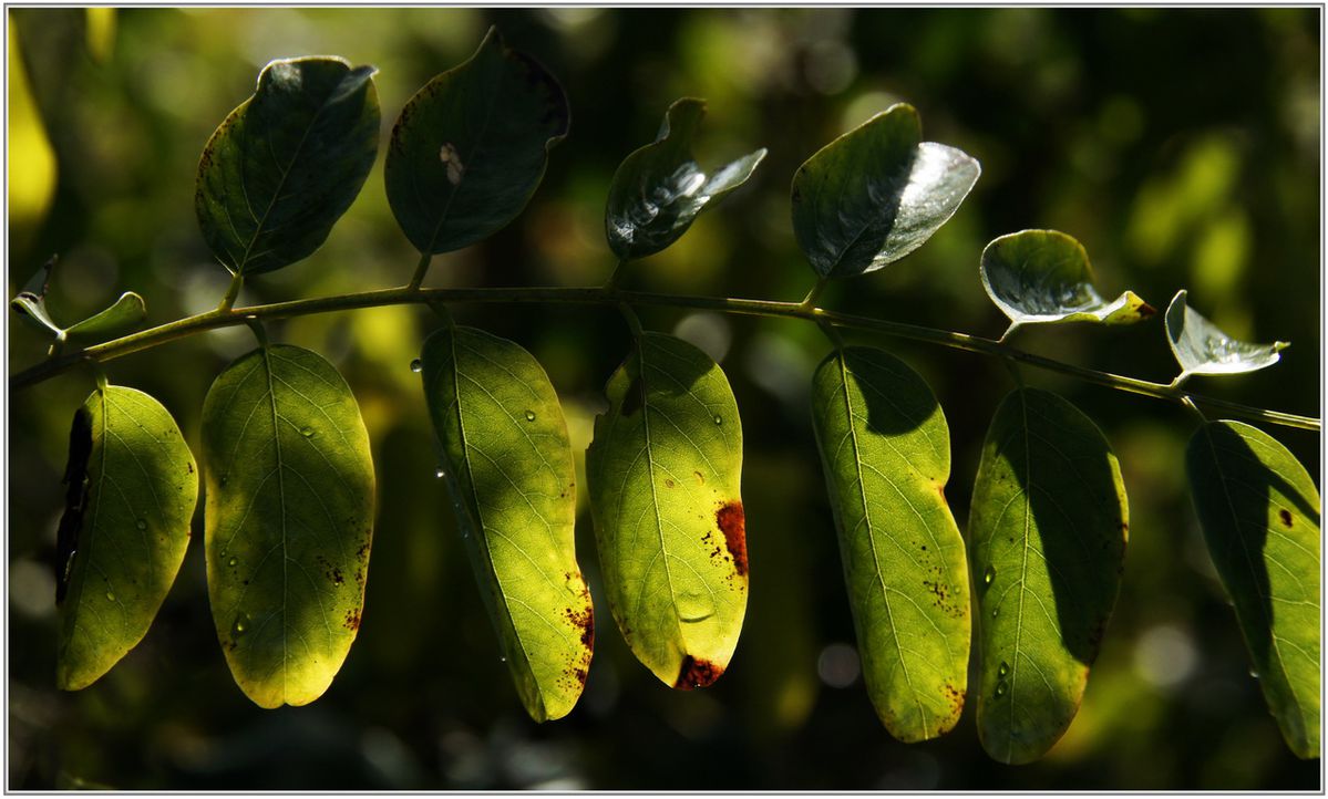 Graphisme-Vegetal-011.jpg