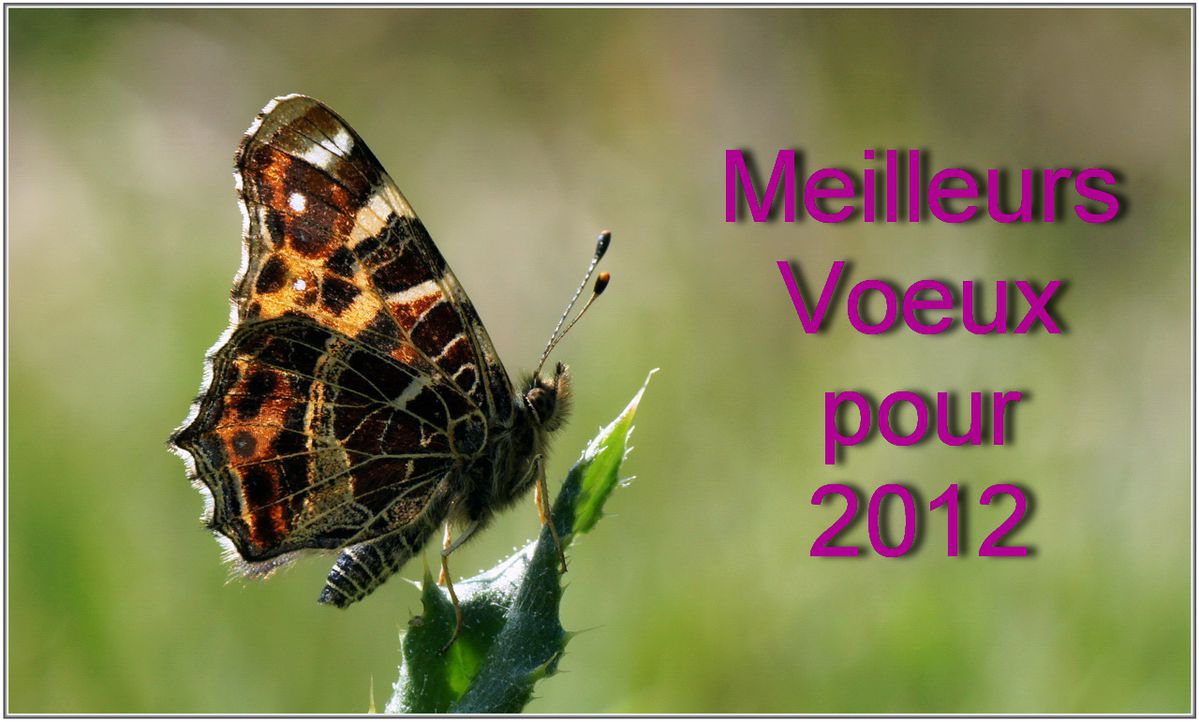 Voeux-2012.jpg