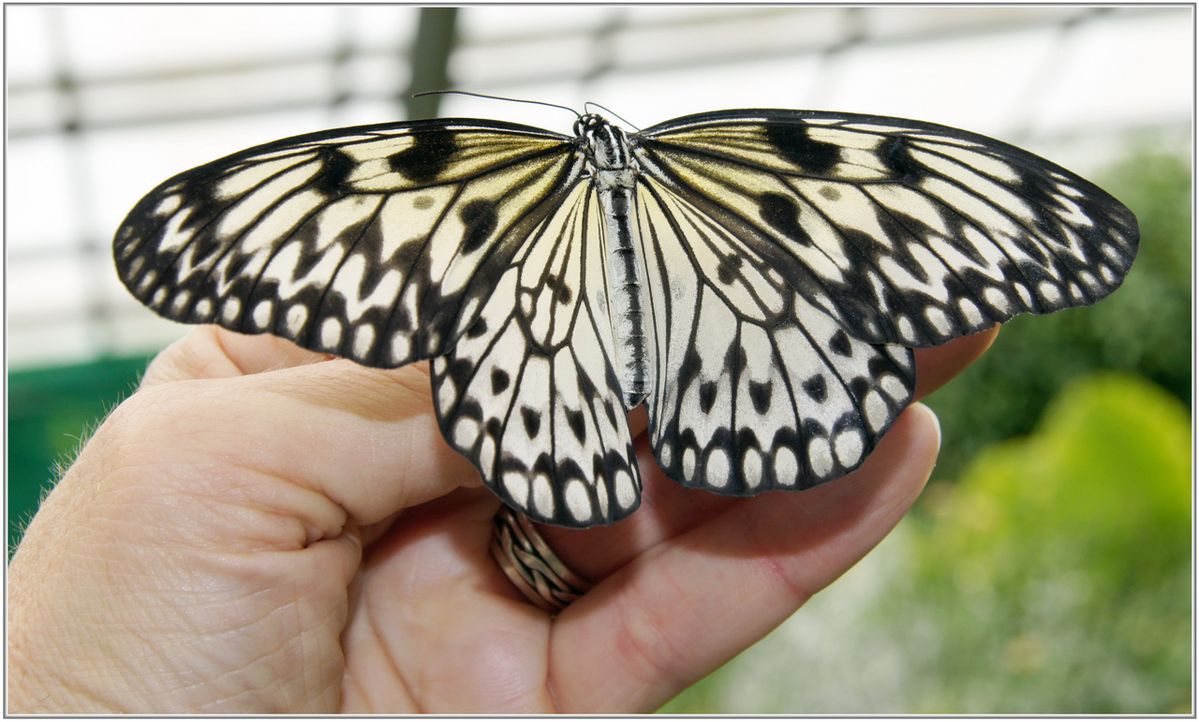 Idea-Leuconoe-Gordita---Philippines-001.JPG