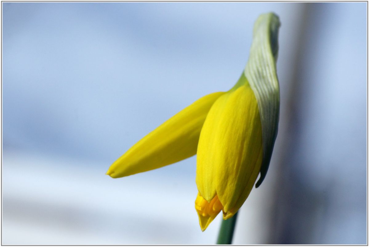 Narcisse-014.JPG