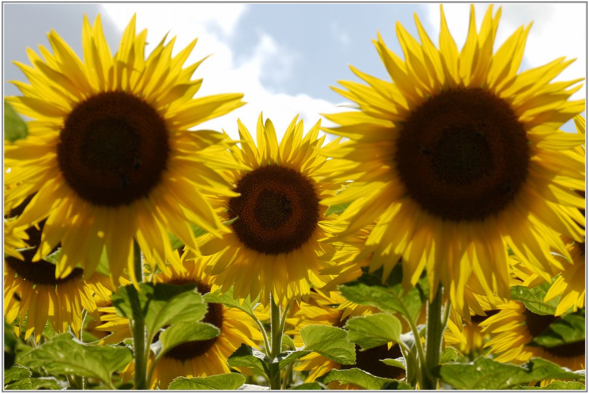Tournesol-016.jpg