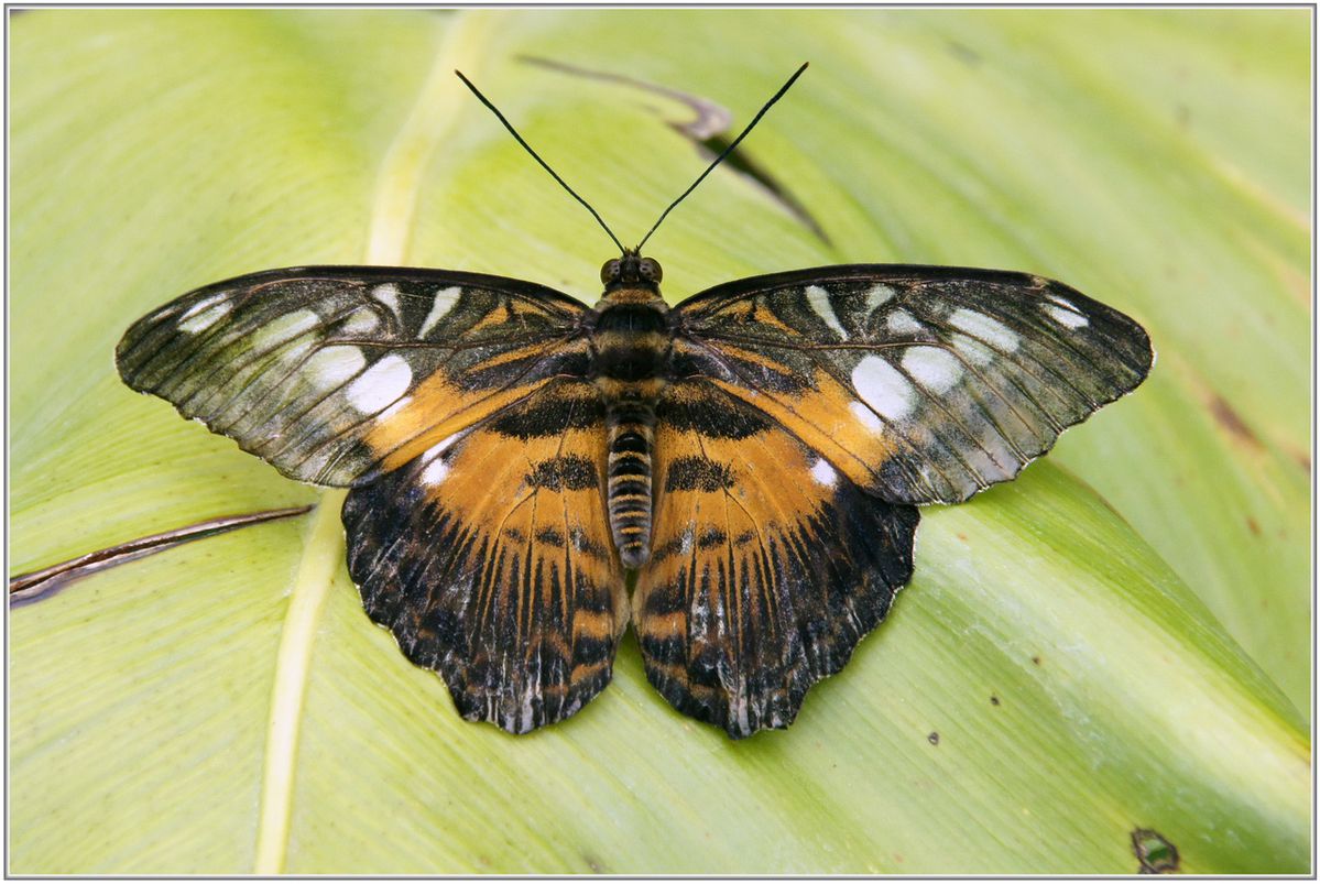 Parthenos-Sylvia---Philippines-001.JPG