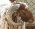 mouton-wiki (38)