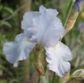 Iris germanica 'Blue perfection'