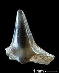 Squatina