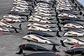 120px-Whaling in the Faroe Islands