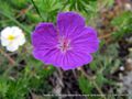 geranium