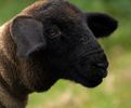 sheep-mouton (54)