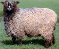 sheep-mouton (62)