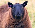 mouton-wiki (8)