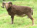 mouton-wiki (11)