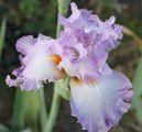 Iris germanica 'Star crest'