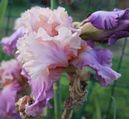 Iris germanica 'Sweet musette'