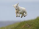 mouton agneau saut