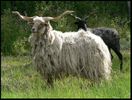 sheep-mouton (63)