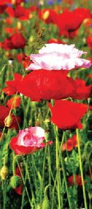 Coquelicots