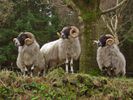 mouton-wiki (58)