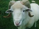 mouton-wiki (60)