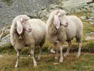 mouton-wiki (61)