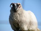 mouton-wiki (69)