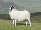 mouton-wiki (7)