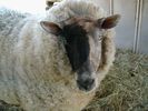 sheep-mouton (11)