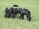 sheep-mouton (59)