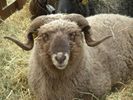 sheep-mouton (64)