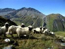 sheep-mouton (7)