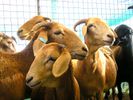 sheep-mouton (91)