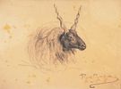 Rosa.Bonheur-mouton