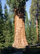 J23 - Sequoia Park 4