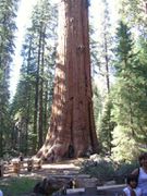 J23 - Sequoia Park 6