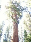J23 - Sequoia Park 7