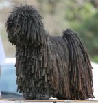 Komondor noir
