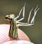 Agrion aux pattes larges