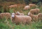 sheep-mouton (12)