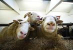 sheep-mouton (88)