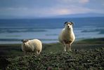 mouton-wiki (75)