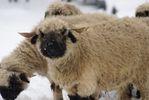 mouton-wiki (82)
